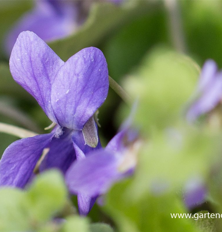 Garten Duft Veilchen K Nigin Charlotte