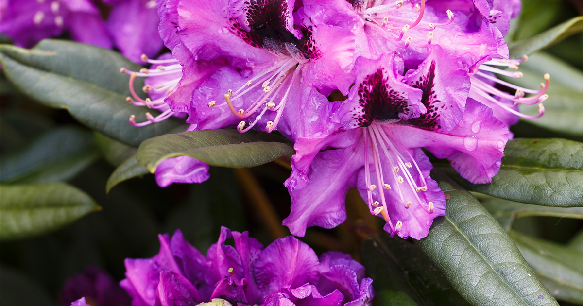 Rhododendron Hybride Blaue Jungs