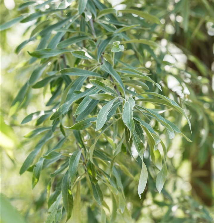 Hängende Wildbirne 'Pendula'