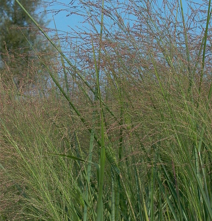 GartenRutenHirse 'Cloud Nine'