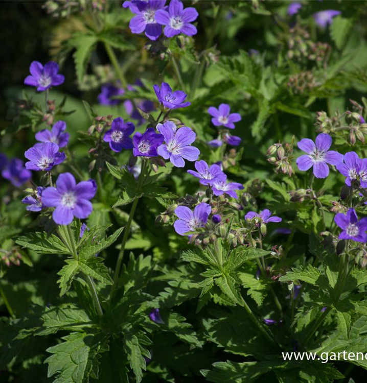 GartenStorchschnabel 'Mayflower'
