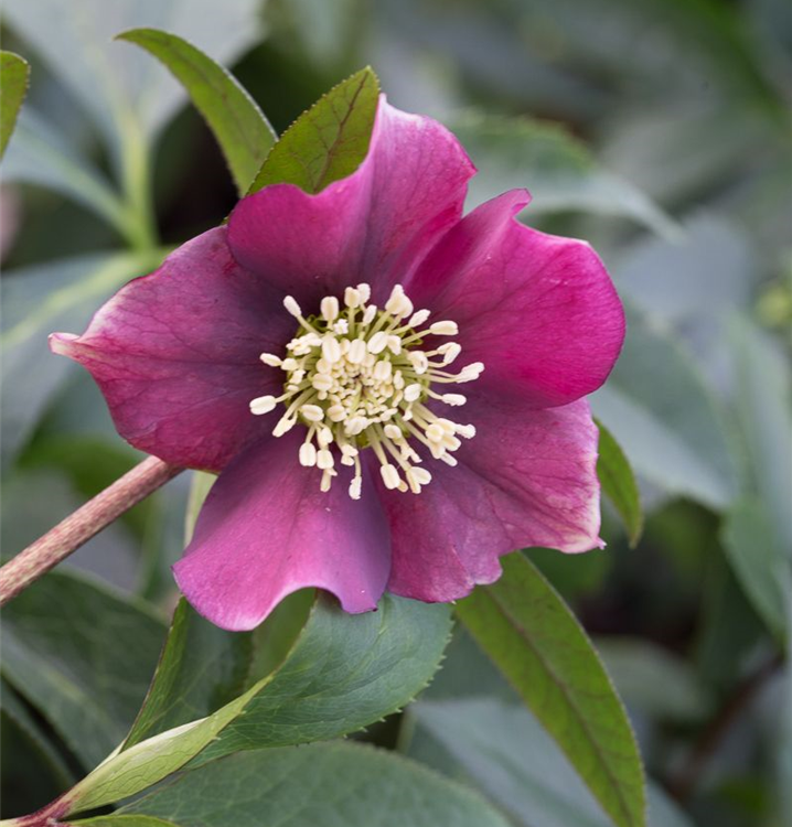 Helleborus x orientalis 'Pretty Ellen Red'