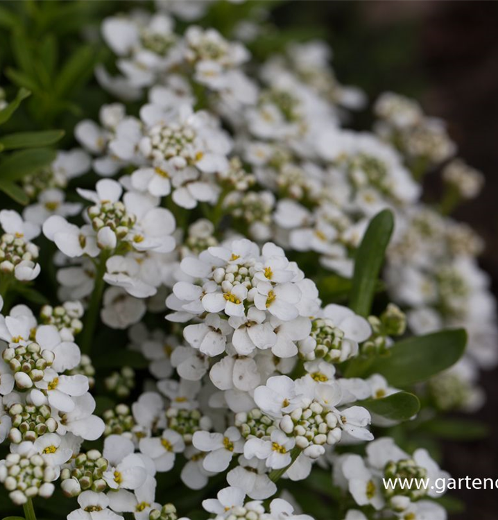 Iberis sempervirens 'Zwergschneeflocke'