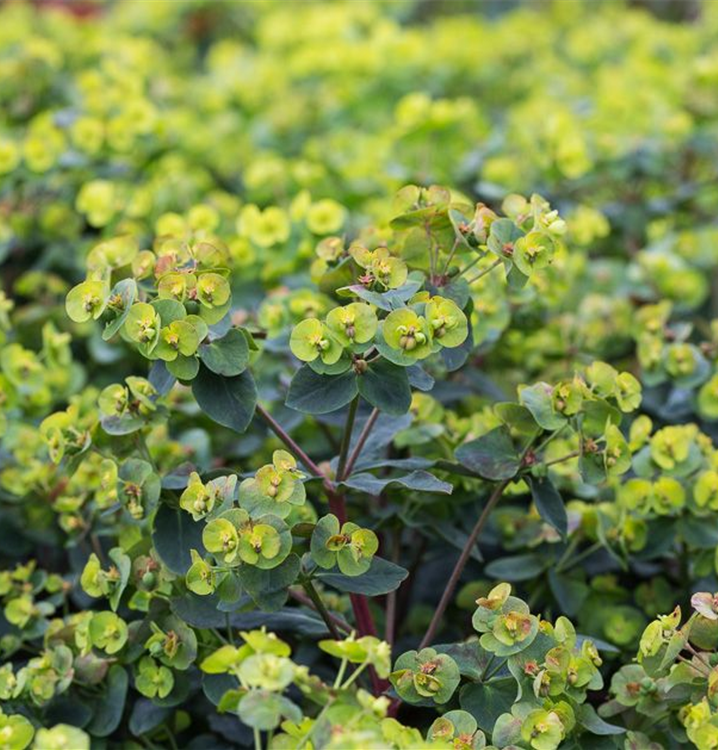 Mandelblättrige GartenWolfsmilch 'Purpurea'