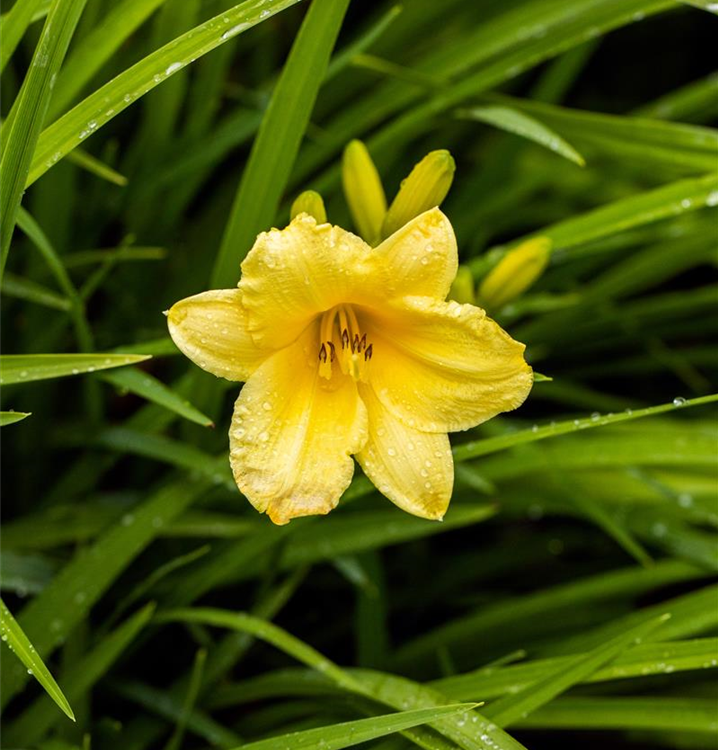 Trockenufer im Topf 12x12 cm Taglilie gelb  für Garten und Teichrand 
