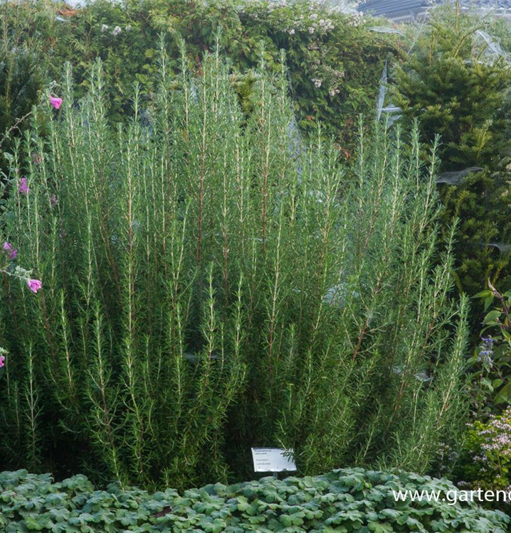 GartenRosmarin 'Arp'