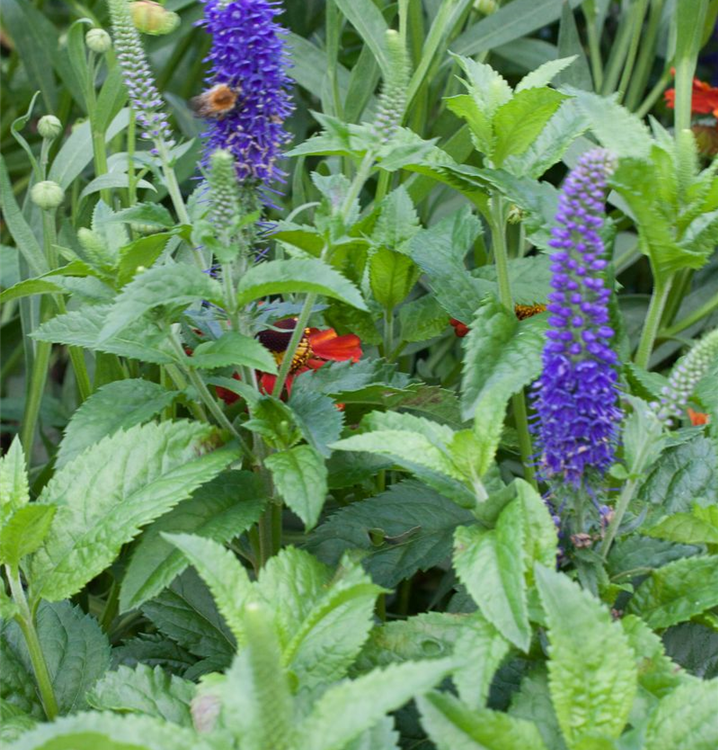 Veronica spicata 'Ulster Dwarf Blue'