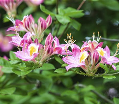 R Rhododendron luteum 'Soir de Paris' 