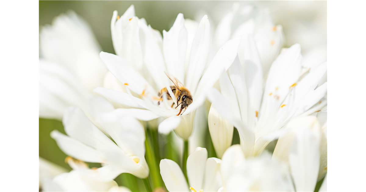 Bienenpflanzen auf dem Balkon