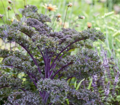 Gemüse-, Kräuter- und Obstgarten im März