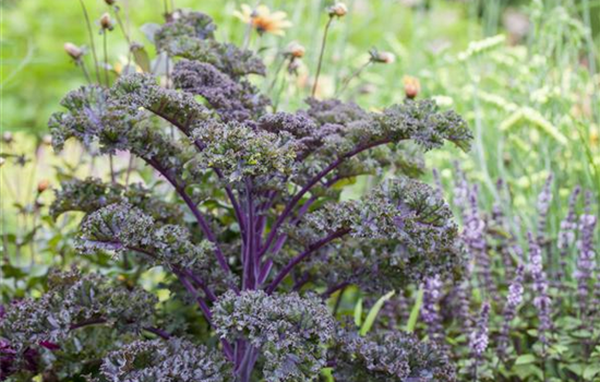 Gemüse-, Kräuter- und Obstgarten im März