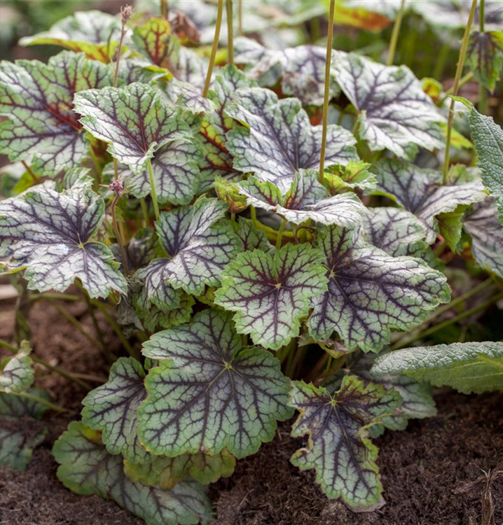 Heuchera americana 'Green Spice'