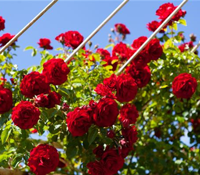 Ziergarten im Juni