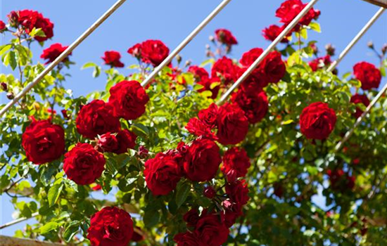 Ziergarten im Juni