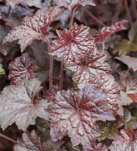 Garten-Silberglöckchen 'Palace Purple'