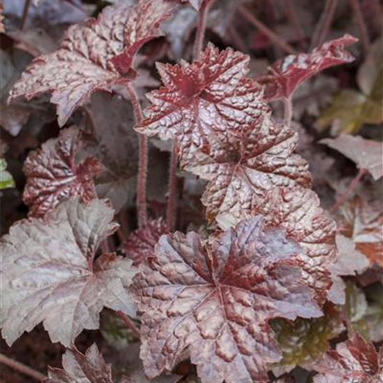 Garten-Silberglöckchen 'Palace Purple'