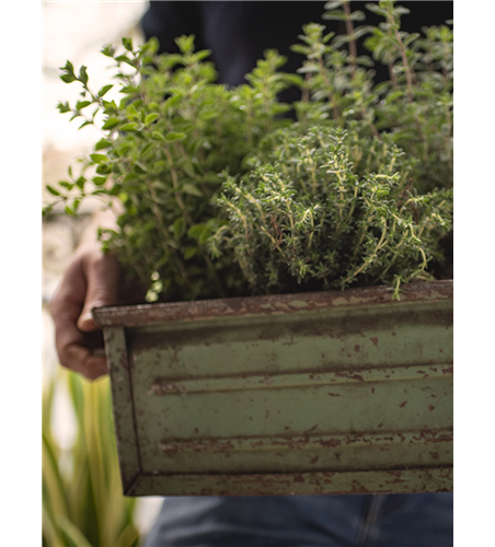 Frisches von der Fensterbank