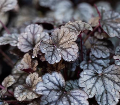 Garten-Silberglöckchen 'Sugar Frosting'