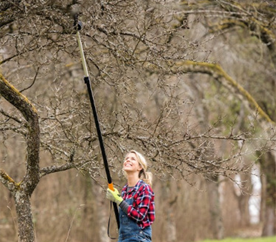 Ratgeber Obstbaumschnitt im Winter