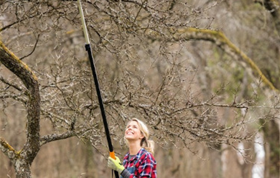 Ratgeber Obstbaumschnitt im Winter