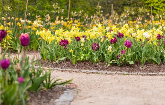 Wie Blumenzwiebeln im Frühjahr am besten eingepflanzt werden