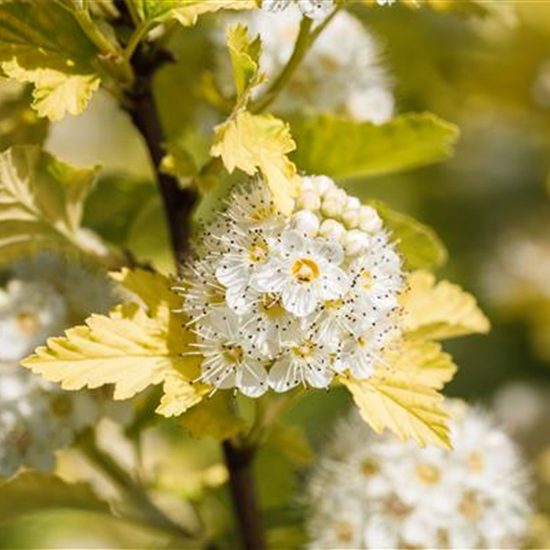 Gelbe Fasanenspiere 'Golden Nugget'