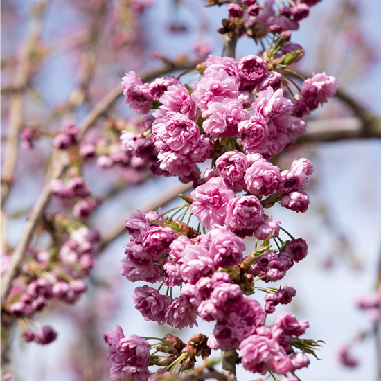 Hängende Nelkenkirsche 'Kiku-shidare-zakura'