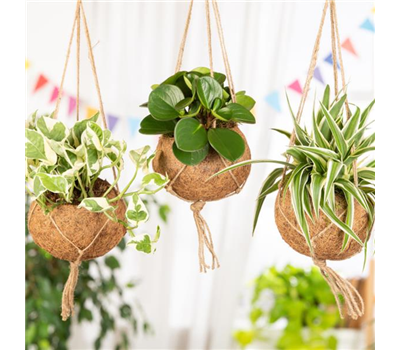 Moderne Frühjahres-Dekoration – Kokedama der Trend aus Japan