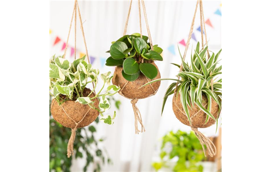 Moderne Frühjahres-Dekoration – Kokedama der Trend aus Japan