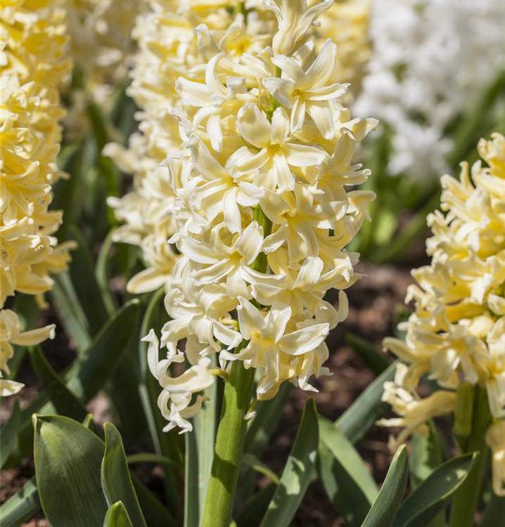 Hyacinthus orientalis 'Yellow Queen'
