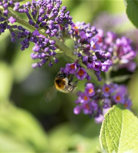 Insektennährgehölz