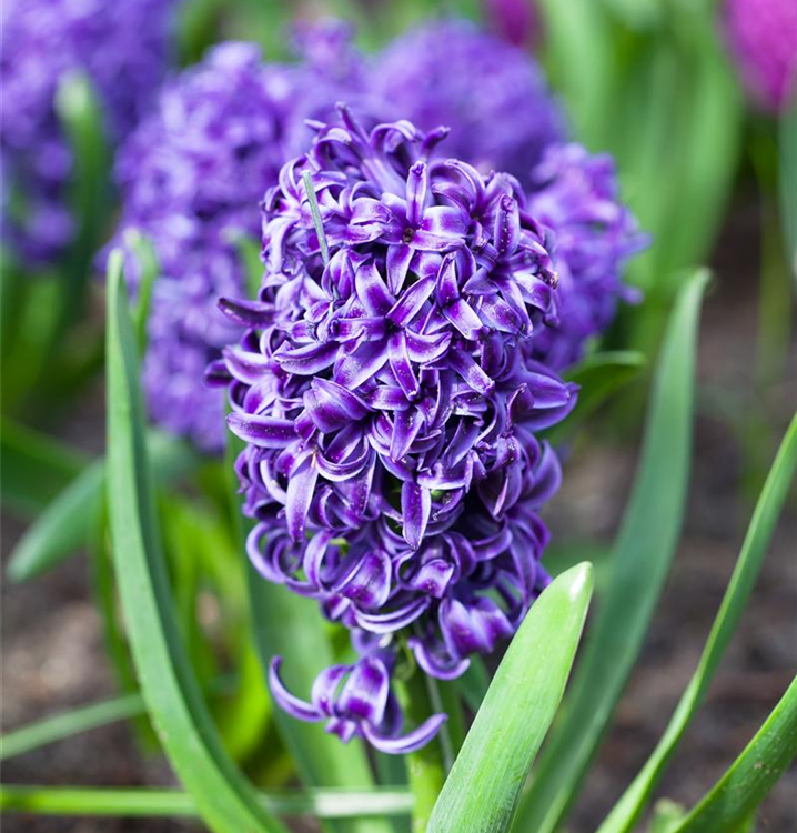 Hyacinthus orientalis 'Blue Pearl'