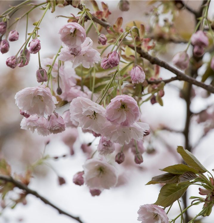 Prunus serrulata 'Shirofugen'