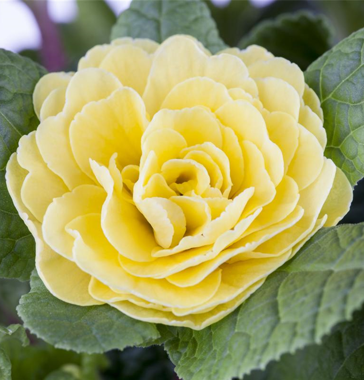 Primula vulgaris BELARINA 'Cream'