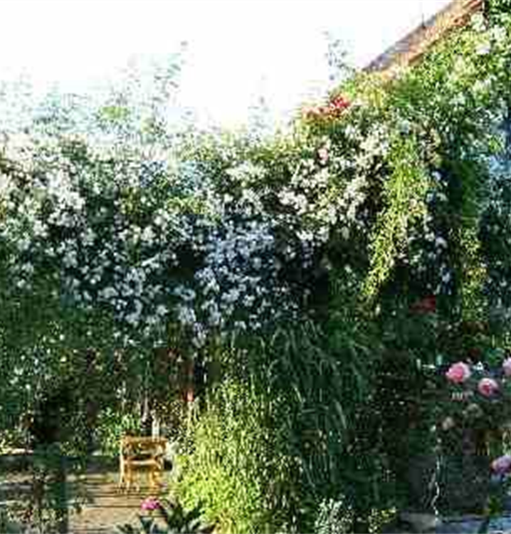 Rosa 'Paul´s Himalayan Musk Rambler'