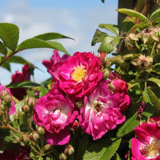 Kletterrose 'Perennial Blue'®