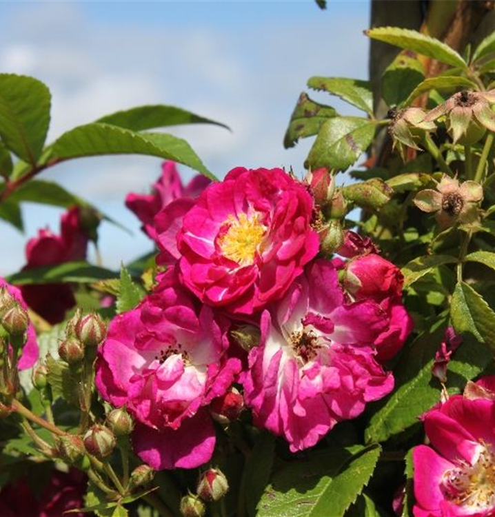 Rosa 'Perennial Blue'®