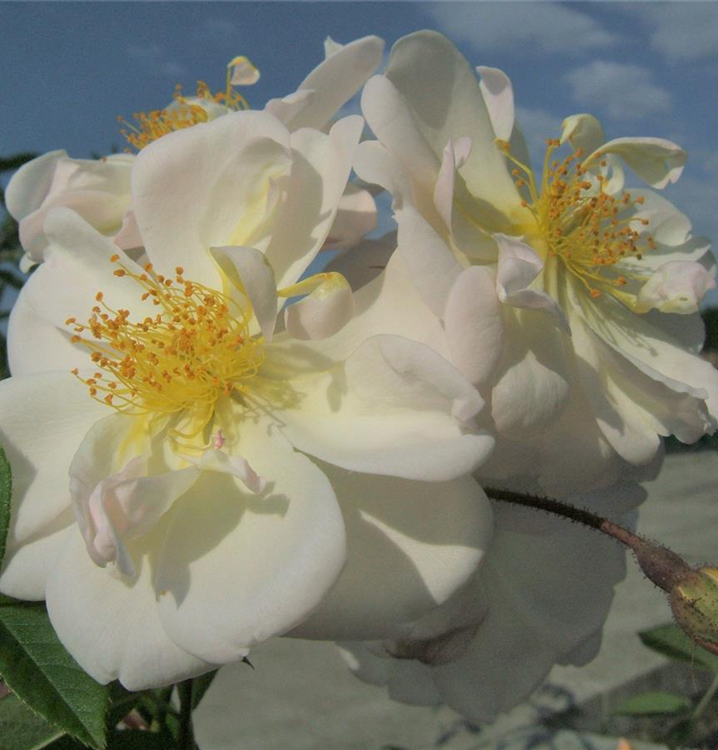 Rosa 'Lykkefund' Rosa 'Lykkefund'