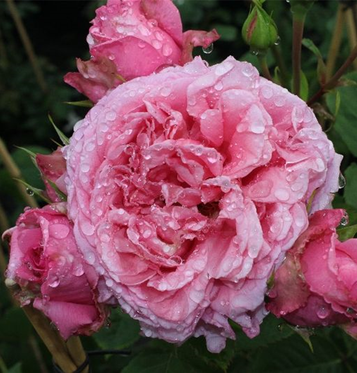 Rosa 'Bienvenue'®