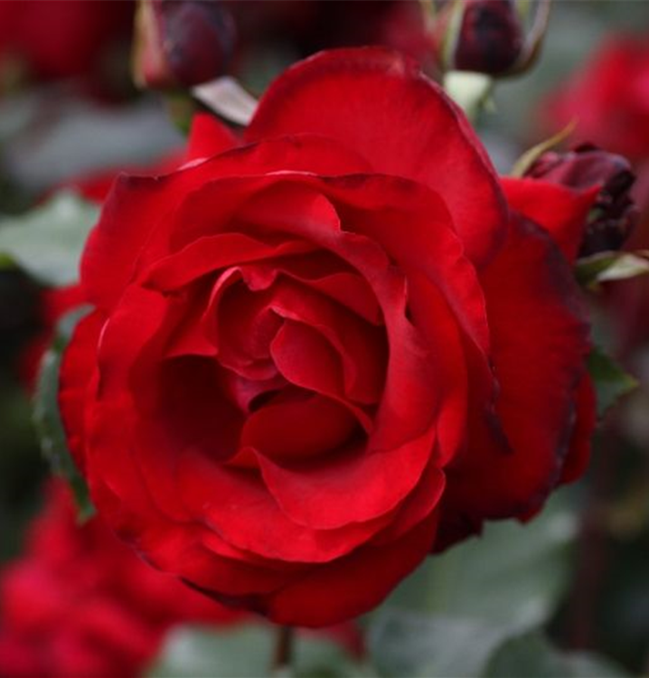 Rosa 'Messire Delbard'