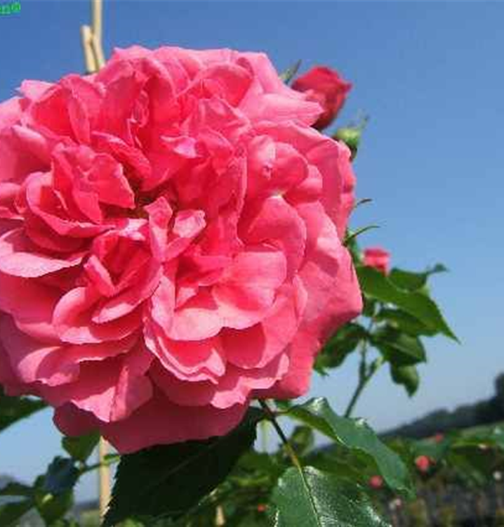 Rosa 'Rosarium Uetersen'®, Stamm Rosa 'Rosarium Uetersen'®, Stamm