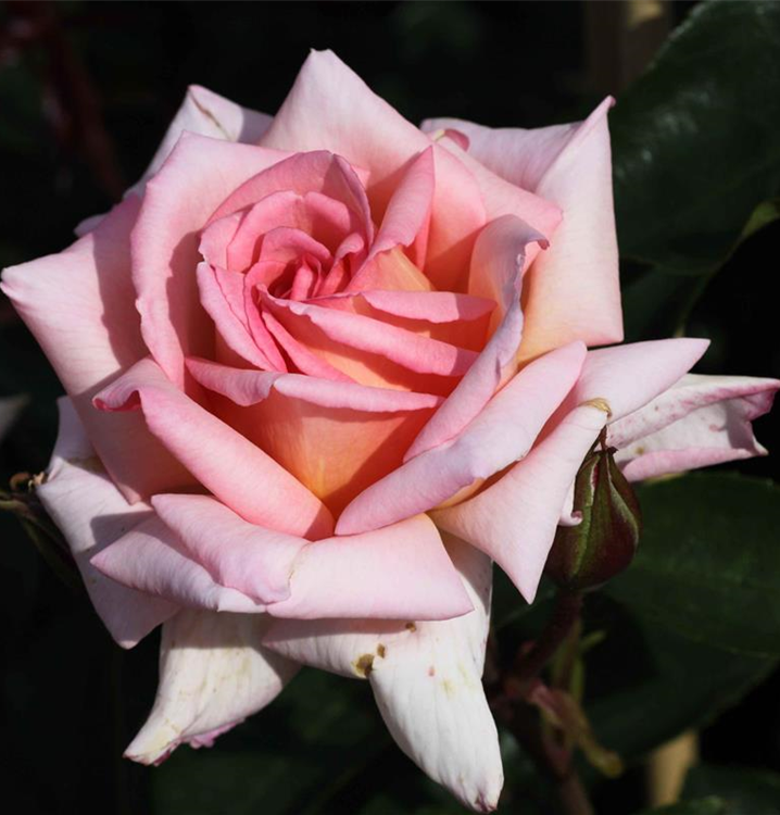 Rosa 'Compassion'®