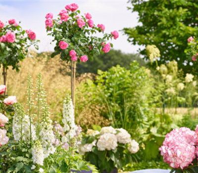 Rosen und Stauden