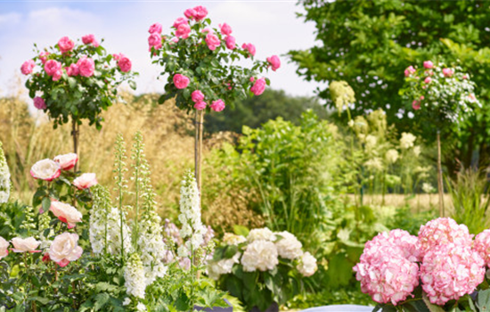 Rosen und Stauden