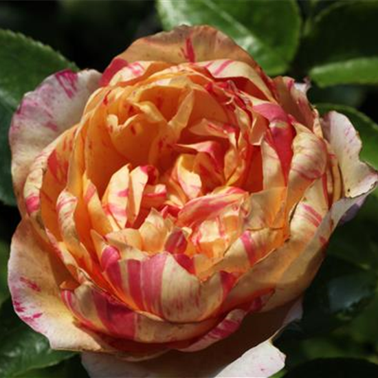 Kletterrose 'Julie Andrieu'®