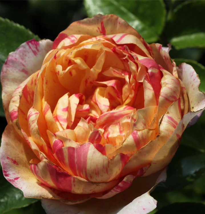 Rosa 'Julie Andrieu'®