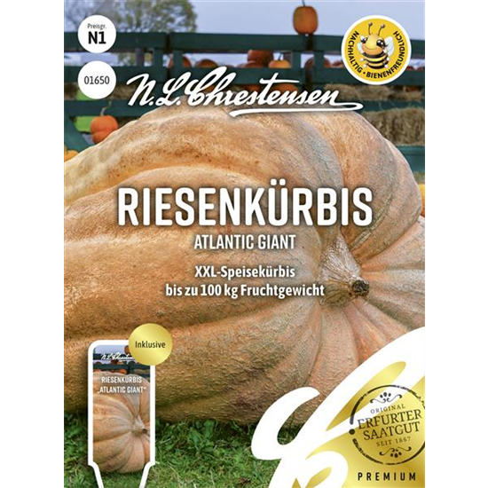 Kürbissamen 'Atlantic Giant'
