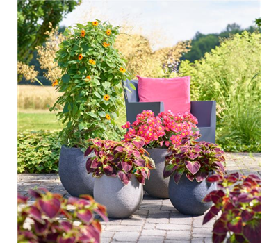 Sommerschönheiten für Balkon und Garten