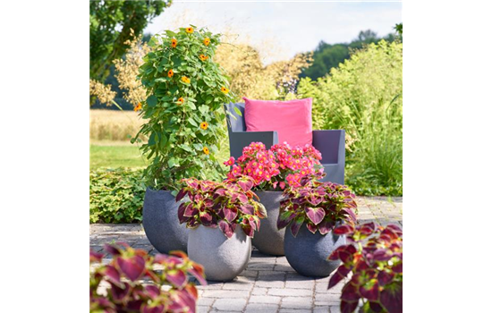 Sommerschönheiten für Balkon und Garten