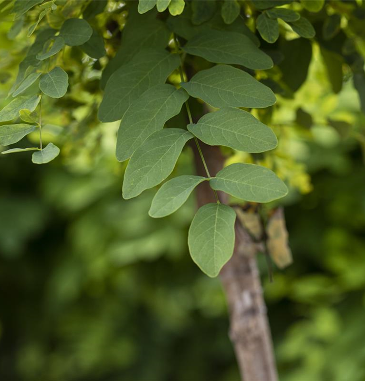 Robinia pseudoacacia 'Umbraculifera'